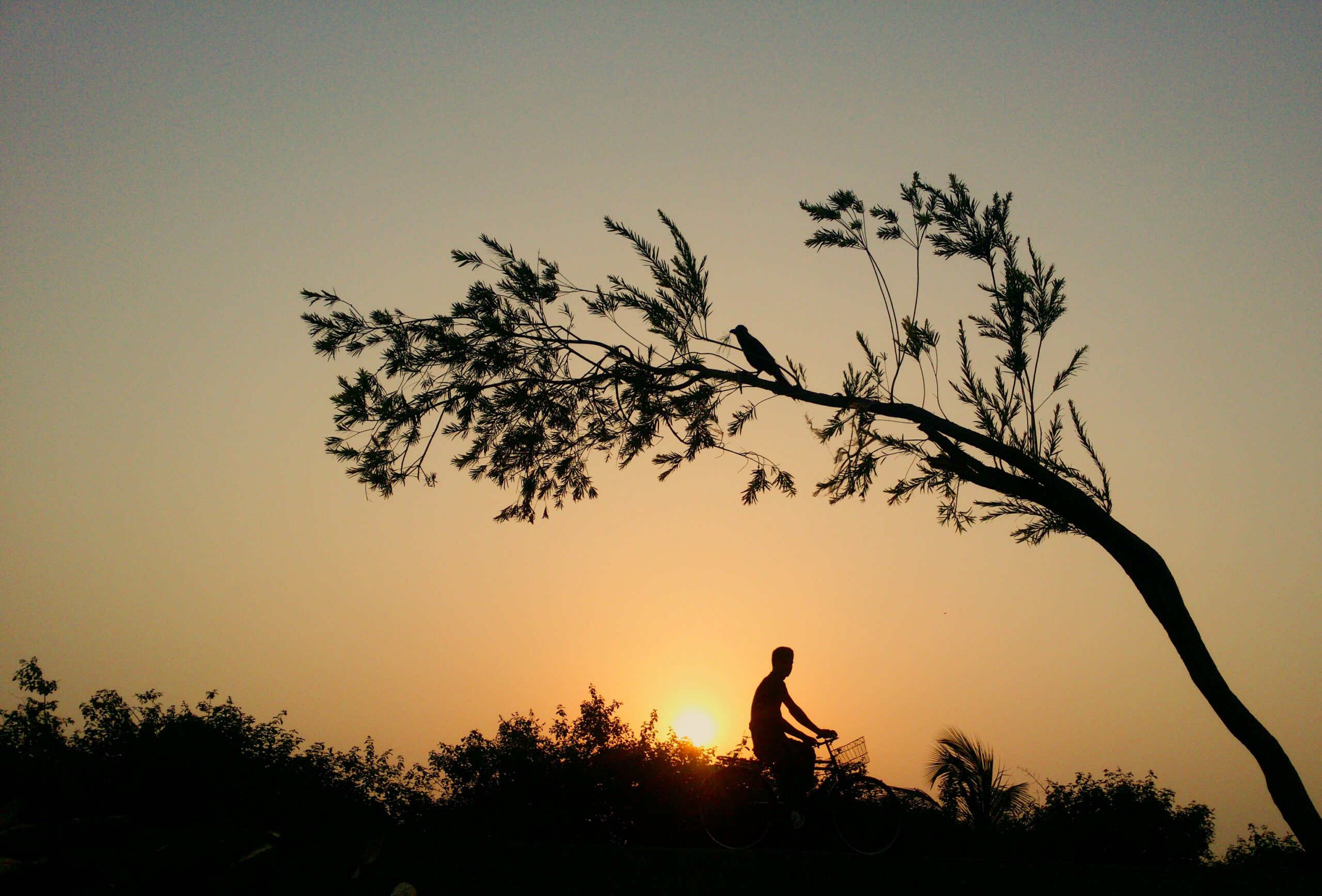 Bicycle rider silhouetted by the sun with a branch over their head with a bird on it.