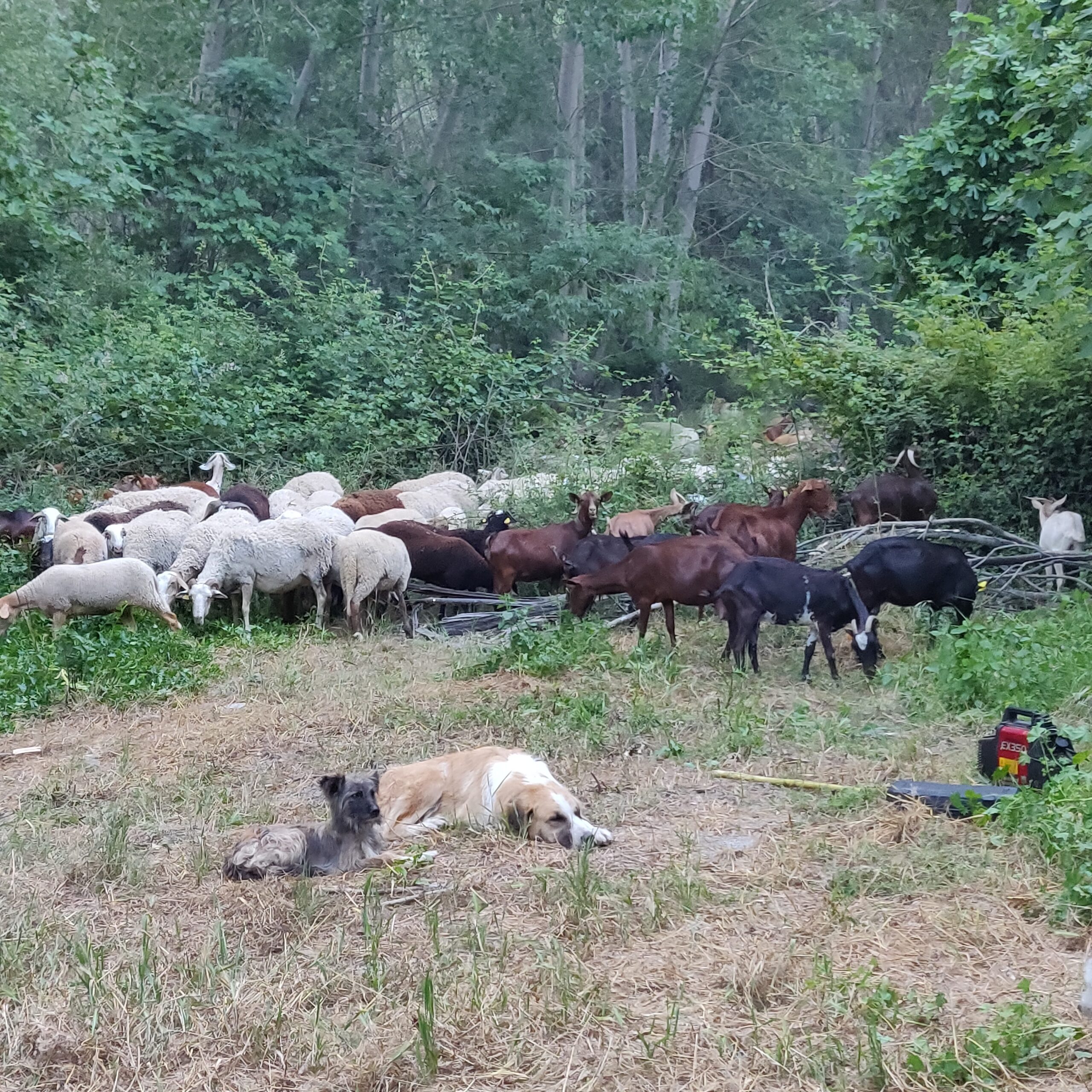 Goats and sheep feeding while guarded by two dogs. One dog is at rest, the alert with head up.
