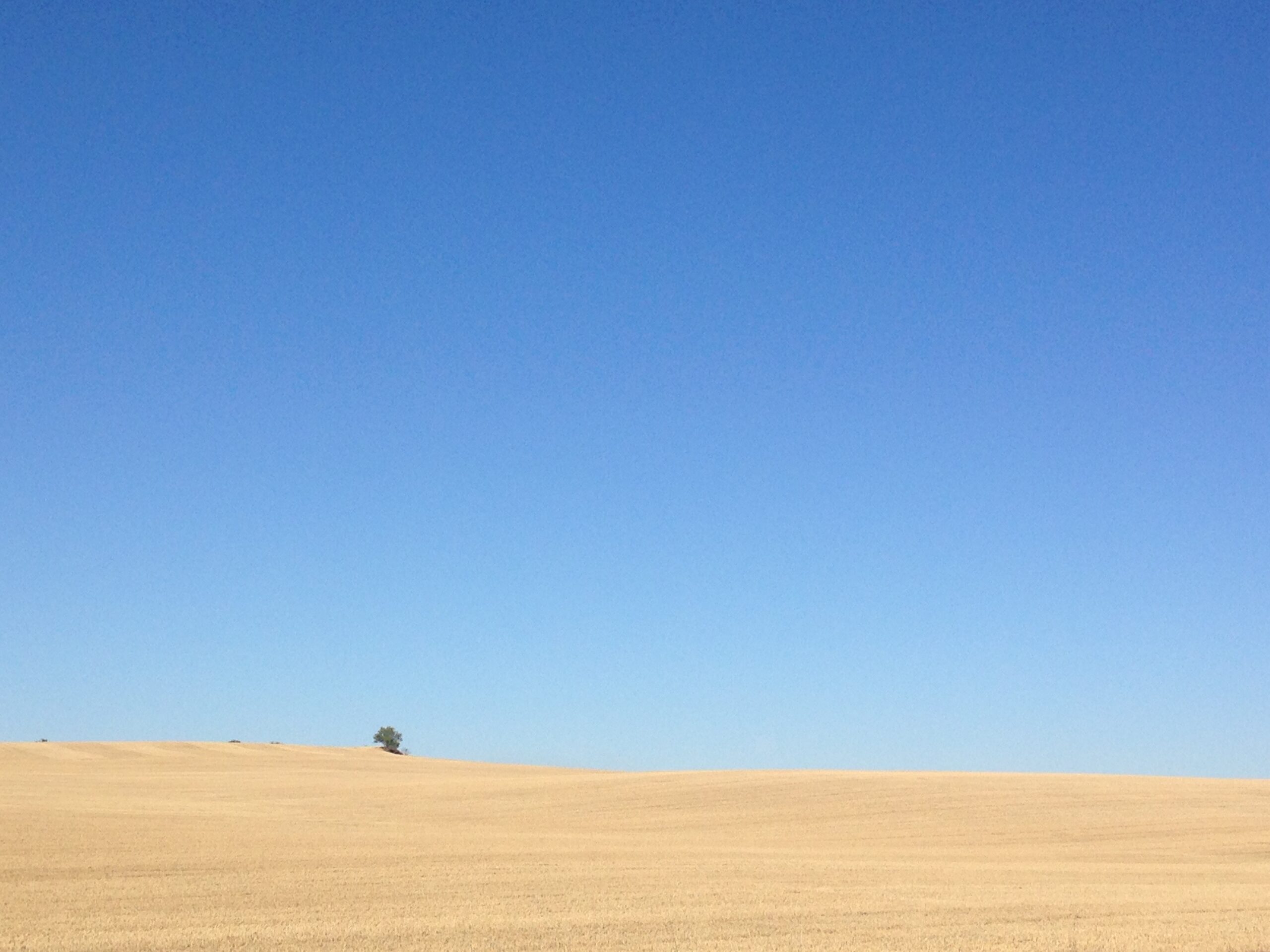 the picture is mostly filled with clear sky, the foreground is cut wheat, with a lone tree on the horizon.