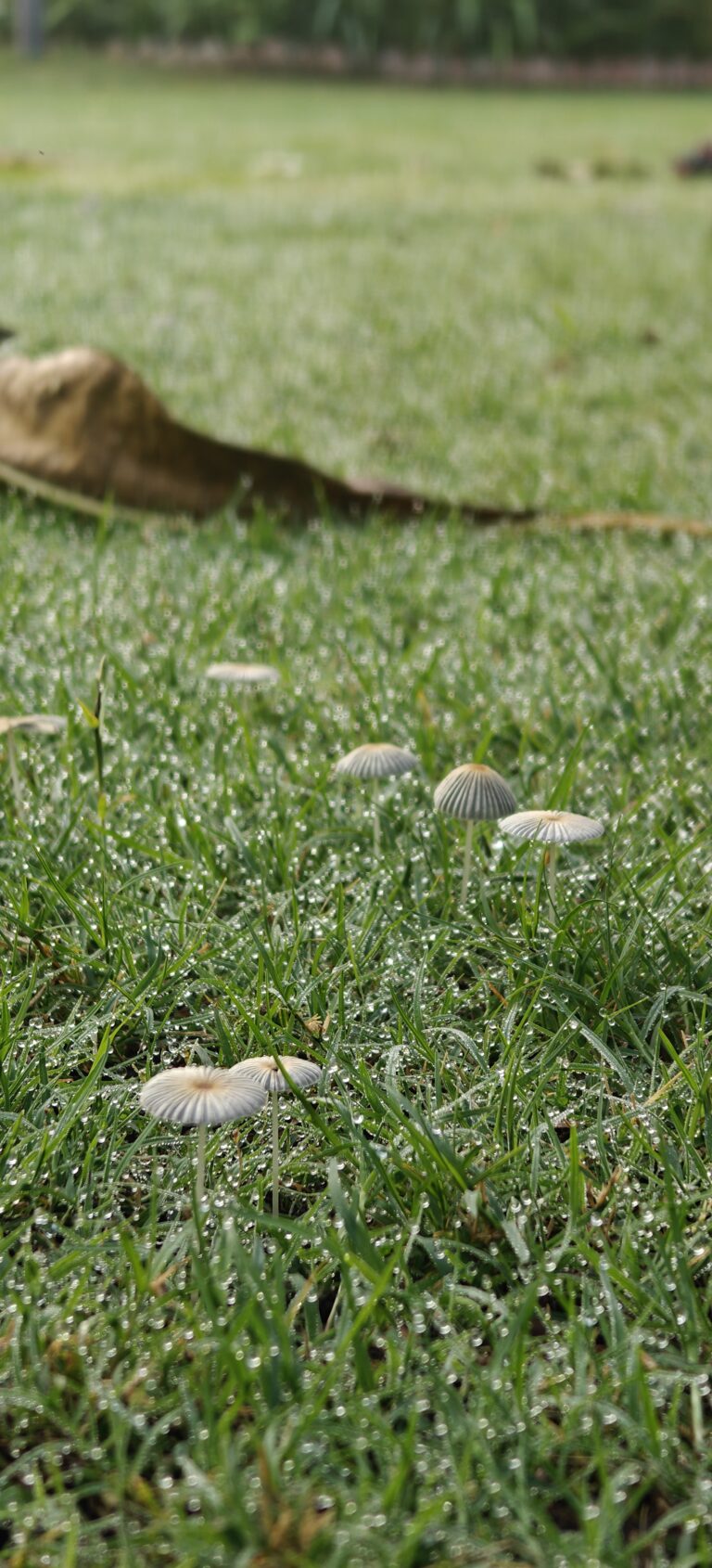 Closeup of tiny mushrooms nestled in wet grass.