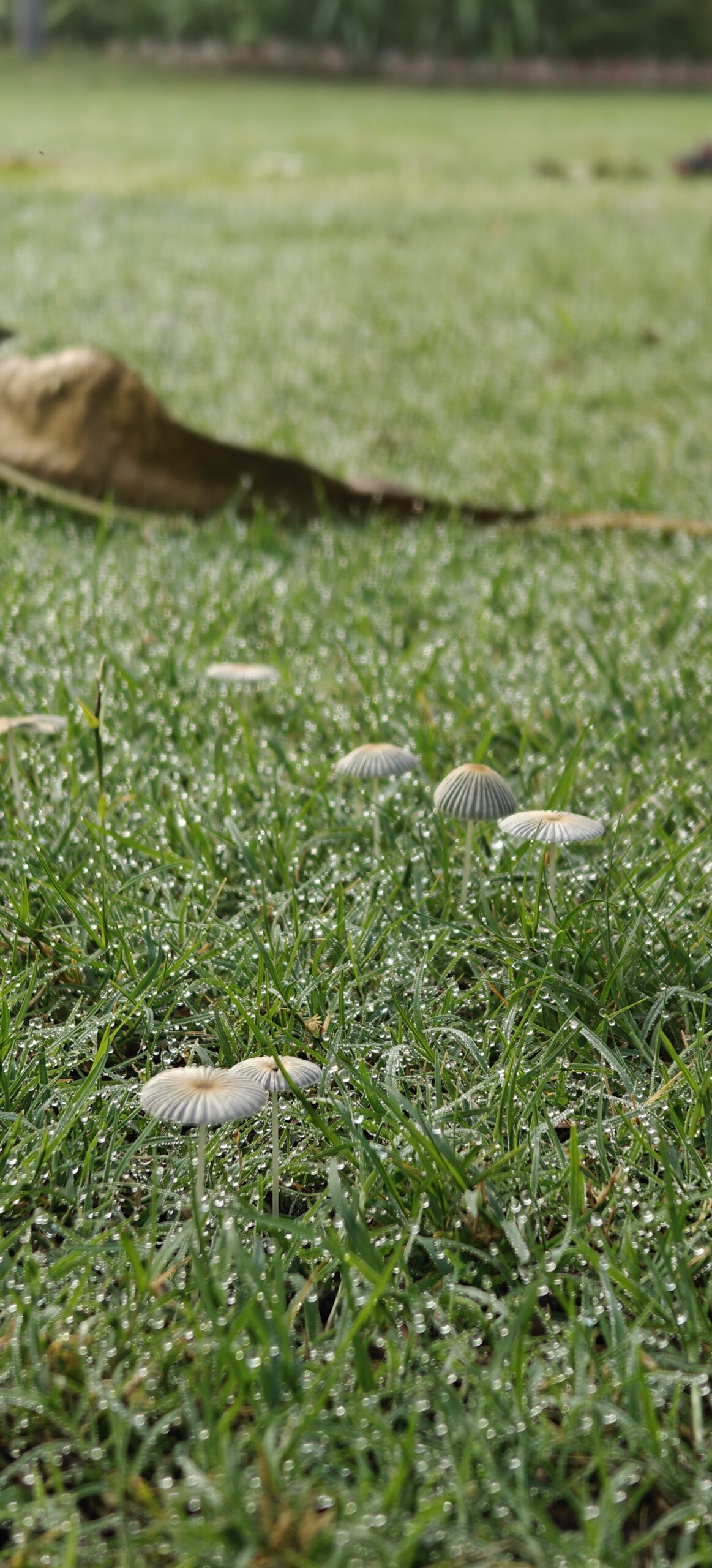Closeup of tiny mushrooms nestled in wet grass.