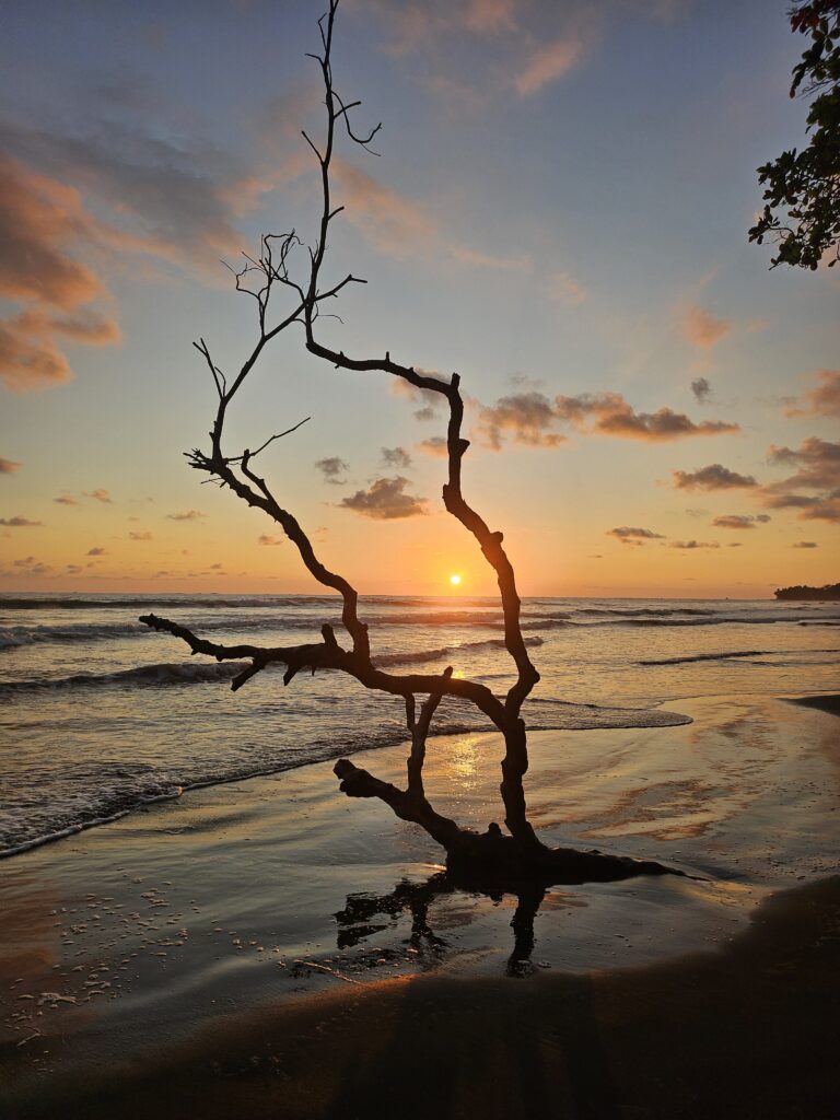 The sun is low on the horizon. In the foreground is a calm ocean beach, with the silhouette of a large branch sticking up.