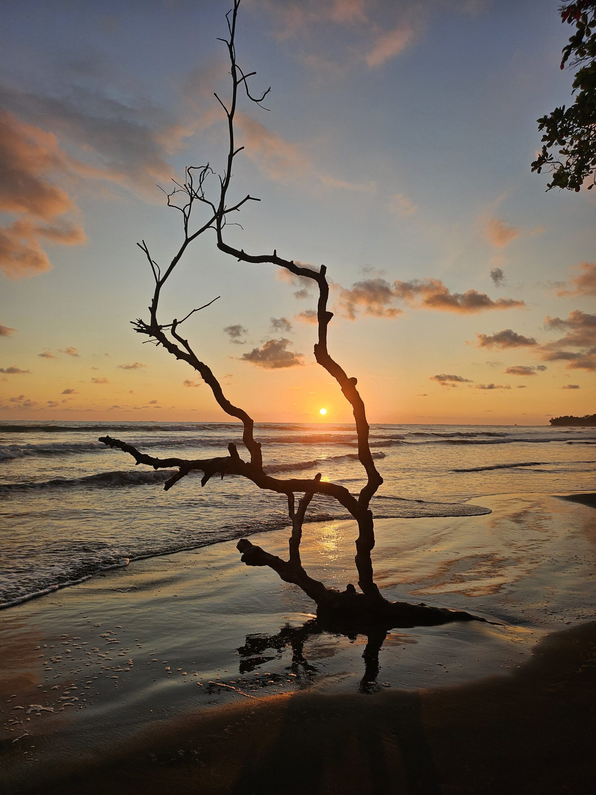 The sun is low on the horizon. In the foreground is a calm ocean beach, with the silhouette of a large branch sticking up.